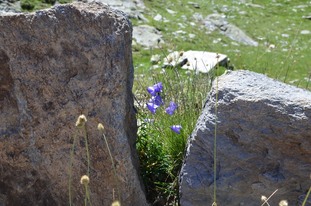 2015-07 Savoie/Orgère/DSC_0286.JPG